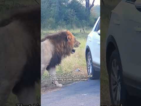 Only in South Africa…🐘🦁#animals #animallife #southafrica #elephant #lion #viral