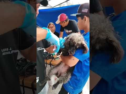 #UltimoMinuto Misión Nevado desde Escuque del estado Trujillo. #MisionNevado #mascotas