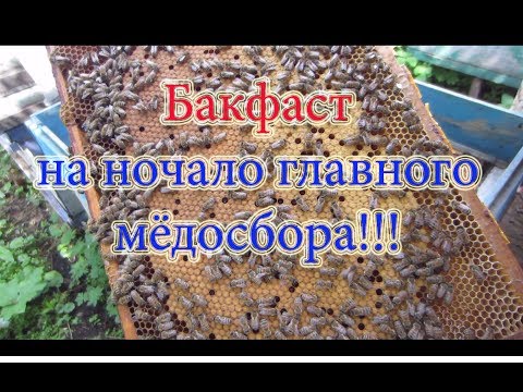 Тестирую Бакфаст на своей пасеке, осмотр пчелосемьи с постановкой магазина . Bees Are Buckfast.