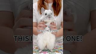 Not all chinchillas are this BIG!
