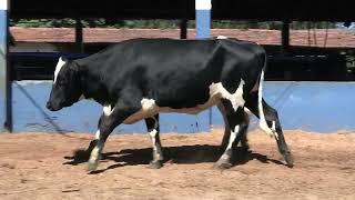 Vídeo 217 - 1ª ETAPA MEGA LIQUIDAÇÃO TOTAL AGROPECUÁRIA MARAJOARA - DIA 4 | GADO GIROLANDO E HOLANDÊS
