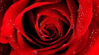 Cold Case - Scarlet Rose - by Alexa Khan
