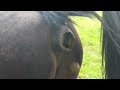 Horse Poops 6