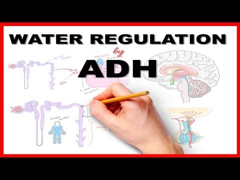 Water Regulation by Antidiuretic Hormone (ADH)