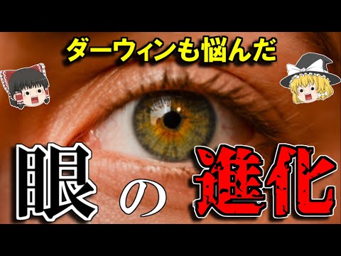 エピシヌスについて詳しく解説