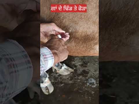 , title : 'HUGE PUS ABSCESS in COWS stomach#trending#india#shorts#viral#youtubeshorts#shortvideo#youtube#reels'