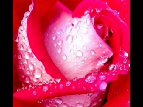 download lagu mp3 mp4 El Romance Divino, download lagu El Romance Divino gratis, unduh video klip El Romance Divino