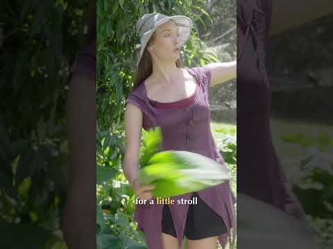Comfrey-The Ultimate Garden Fertilizer Hack Revealed!