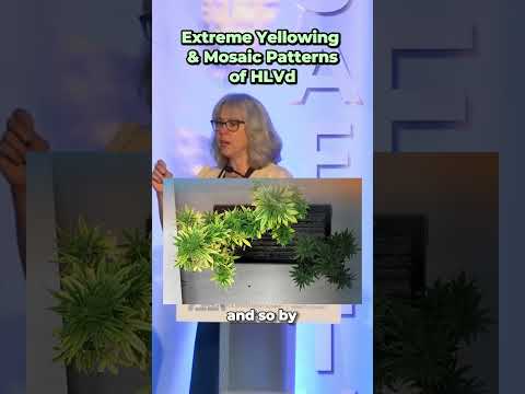 Extreme Yellowing & Mosaic Patterns of HLVd - Jeanmarie Verchot, PhD