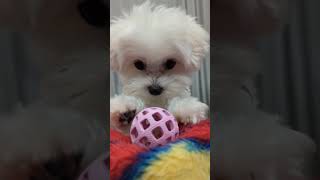 【Rくん】ボールへ飛びつく犬