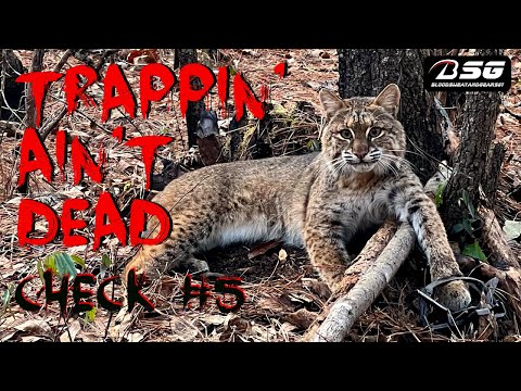 TRAPPIN' AIN'T DEAD - [CHECK #5] - BIG BOBCAT ON THE LINE!!! - TRAPPING - #VLOG - (2023)