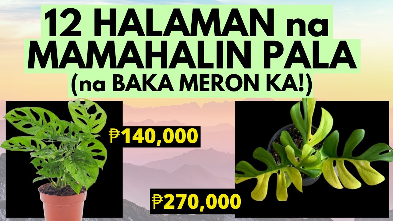 Putar video 🪴 12 MAHAL na HALAMAN na baka MERON ka | Price List ng mga Pinaka MAHAL na HALAMAN sa PILIPINAS sekarang 🪴 12 MAHAL na HALAMAN na baka MERON ka | Price List ng mga Pinaka MAHAL na HALAMAN sa PILIPINAS