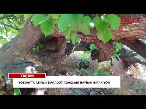 Yozgat'ta asırlık karadut ağaçları hayran bırakıyor | İleri Gazetesi