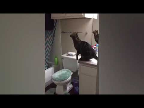 Si te ries te suscribes edicion gatos