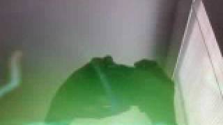 Switches - Drama queen