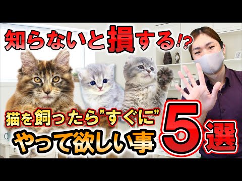 猫のしつけ方