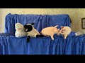 WRL Puppets Boogie Woogie Piggies