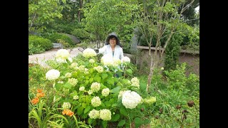 주부가 해박하게 설명하는 꽃의 야생화 정원