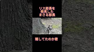 まさる部長への関心が薄いリス部長 　#保守党 #小野寺まさる #お笑い #日本保守党 #リス #食レポ