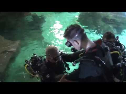 News: Diving With Sharks at Blue Planet Aquarium