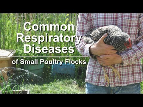 , title : 'Common Respiratory Diseases of Small Poultry Flocks'
