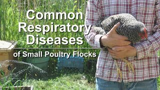Common Respiratory Diseases of Small Poultry Flocks