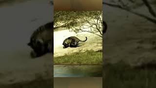 Download lagu The Wrong Leopard Choose Prey mp3