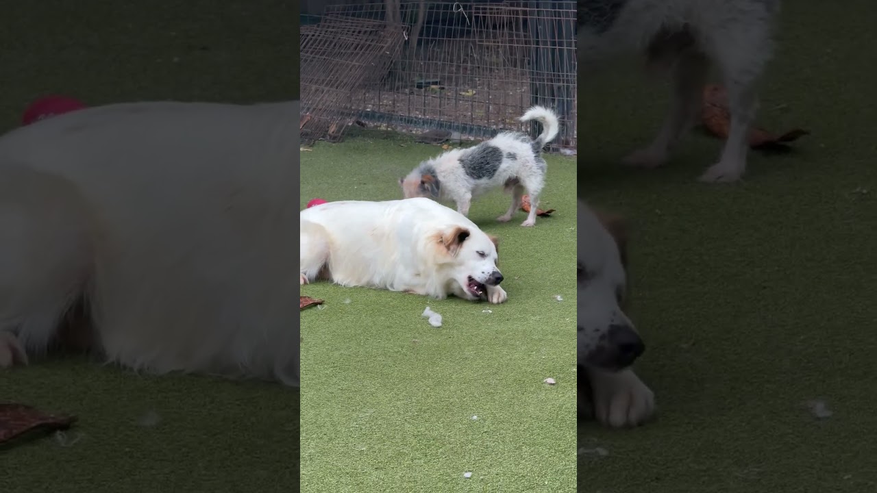 Enlarge JACKSON BROWNE, a Adoptable mixed breed in bangor, ME video 2/6