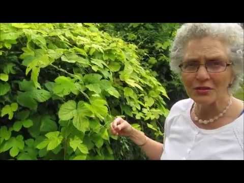 ไขมันจากโรคสะเก็ดเงิน Voronezh จุดบนร่างกายในโรคสะเก็ดเงินที่