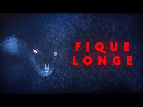 The Worst Animal in Antarctica