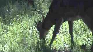 preview picture of video 'Walkinshaw cull buck 2010'