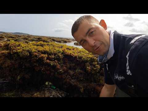 Coastal Foraging for Lobsters and Crabs with Beach Fire Cooking | The Fish Locker