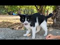 Tuxie The Cat Saw Me From A Distance And Ran Like Lightning To See Me