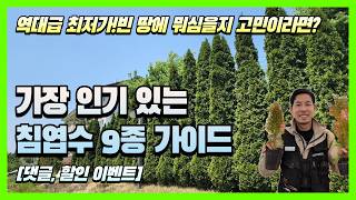 역대급 최저가!빈 땅에 뭐심을지 고민이라면? 가장 인기 있는 침엽수 9종 완벽 가이드(할인, 댓글이벤트)