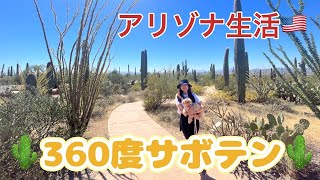 サボテンの世界に迷い込んできた【🇺🇸ロードトリップ】　#サワロ国立公園　#ロードトリップ #アメリカ生活 #サボテン #最高な週末