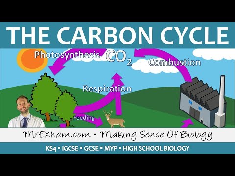 Cycles Within Ecosystems - The Carbon Cycle - GCSE Biology (9-1)