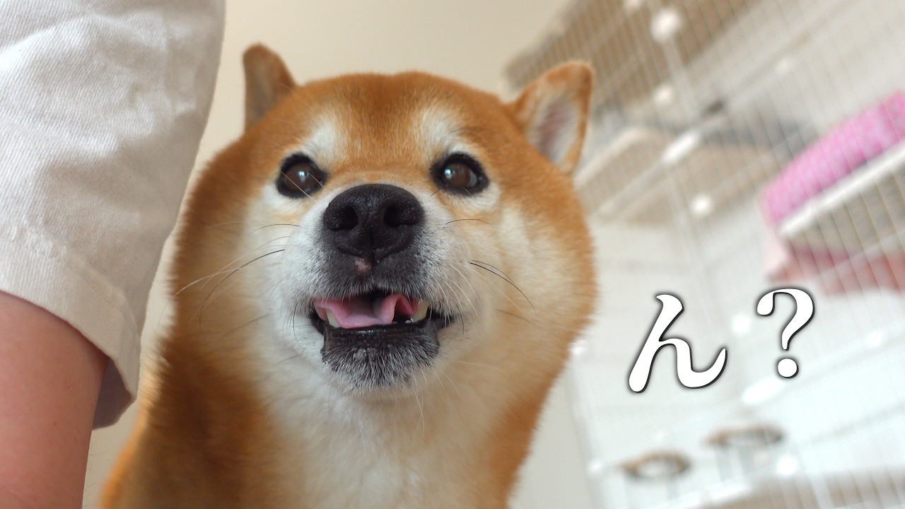 窓の外を見た柴犬、急に怯え始めた。