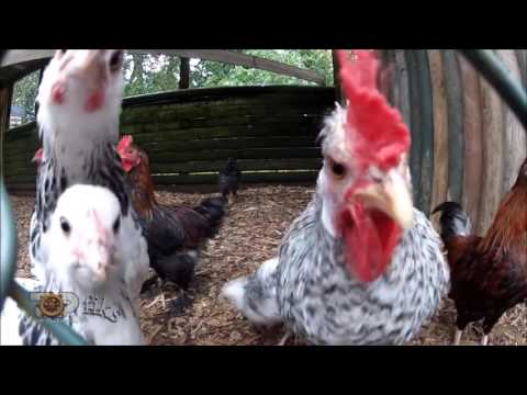 Fiks Fare, 2 Shkurt 2016, Pjesa 2 - Investigative Satirical Show