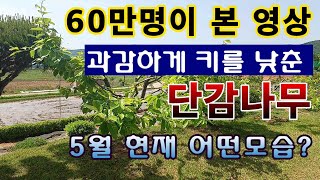[텃밭농부. 1,042]  과감하게 잘랐든 감나무. 5월 현재 이렇게 변했습니다 #단감재배