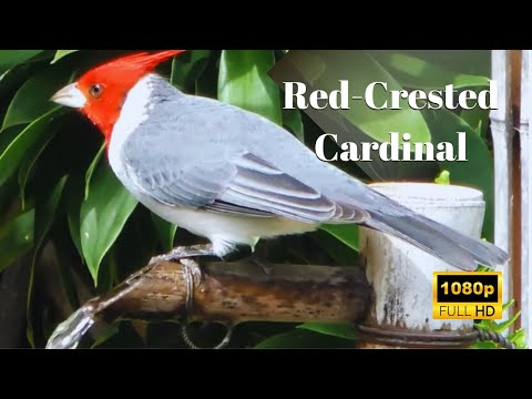 Cardinal Bird Hawaii