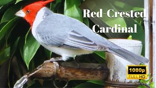Red Crested Cardinal | Nature's Beauty in Kauai, Hawaii | A Kauai Birding Adventure!
