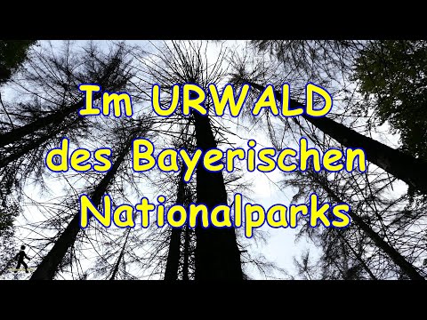 Wandern im Nationalpark Bayerischer Wald | Falkenstein | Urwald Mittelsteighütte