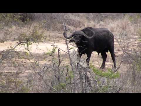 Djuma: Lone African Buffalo with front leg limp comes to pan - 16:20 - 11/20/18