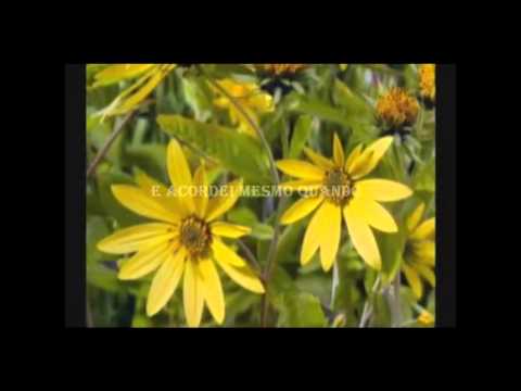 Brigada do Fado   Eduardo Rodrigues Voltei ao Cais