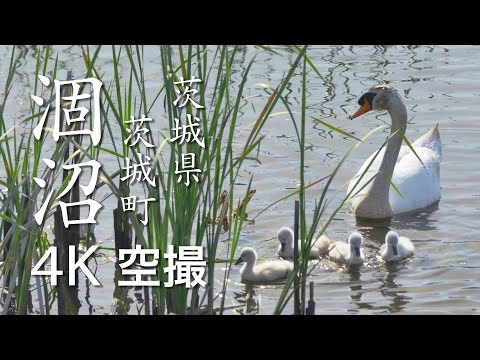 【絶景茨城／祝！ラムサール条約登録】涸沼［4K］茨城県茨城町｜VISIT IBARAKI, JAPAN