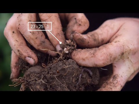 Carbon to Nitrogen Ratios | 60 Second Lectures