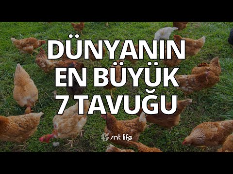 , title : 'Dünyanın En Büyük 7 Tavuğu | Dünyanın En Büyük ve Ağır Tavukları Hangileri - SNT Life'