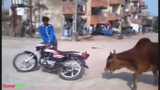 world best laughing comedy scene cow gorur hut mon