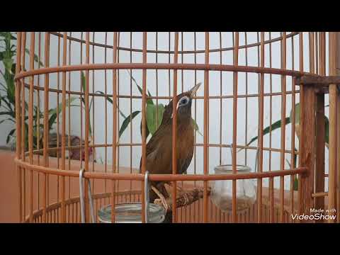 Video Họa Mi Mái Xùy Víp Nhất! Tiếng chim mi mái xùy Căng Lửa thúc trống