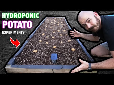 The Hydroponic Potato Experiments